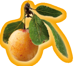 Mirabellenfrucht
